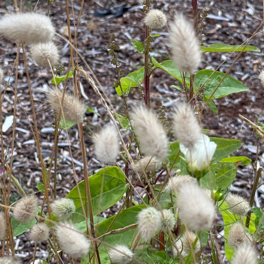 Grass Bunny Tails Grass - Sugar Moon Gardens