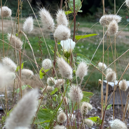 Grass Bunny Tails Grass - Sugar Moon Gardens
