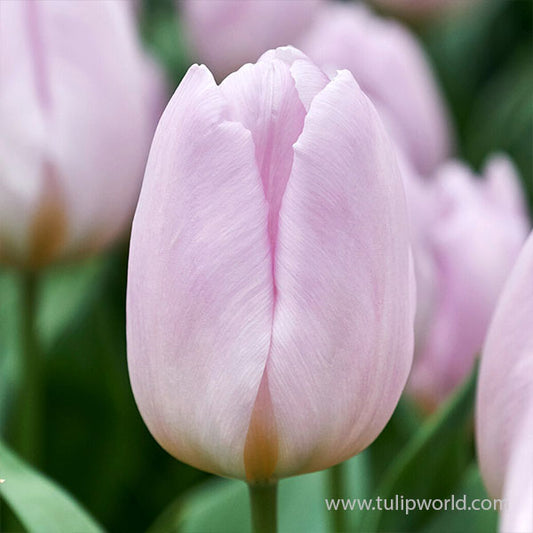 Tulip bulb - Mystic Prince
