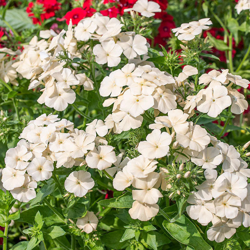 Phlox - Isbellinna