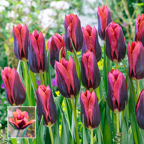 Tulip bulb - Slawa