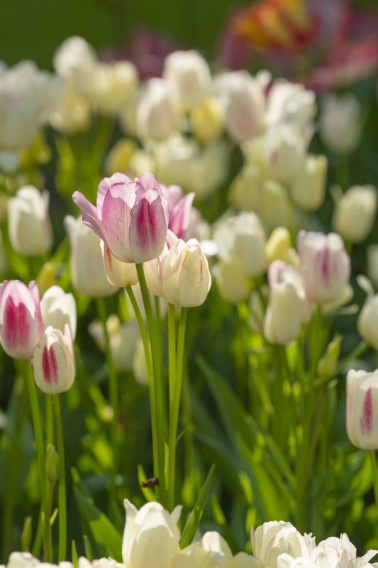 Tulip bulb - Candy Club