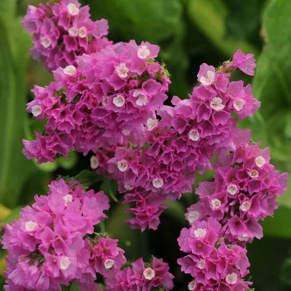 Flower Plant:‎ Statice 6-pack