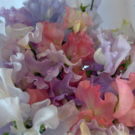Sweet Pea Seeds: All the Ruffles - LIMIT 1