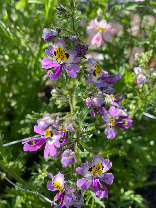 Seeds:‎ Schizanthus, Angel's Wings - Sugar Moon Gardens