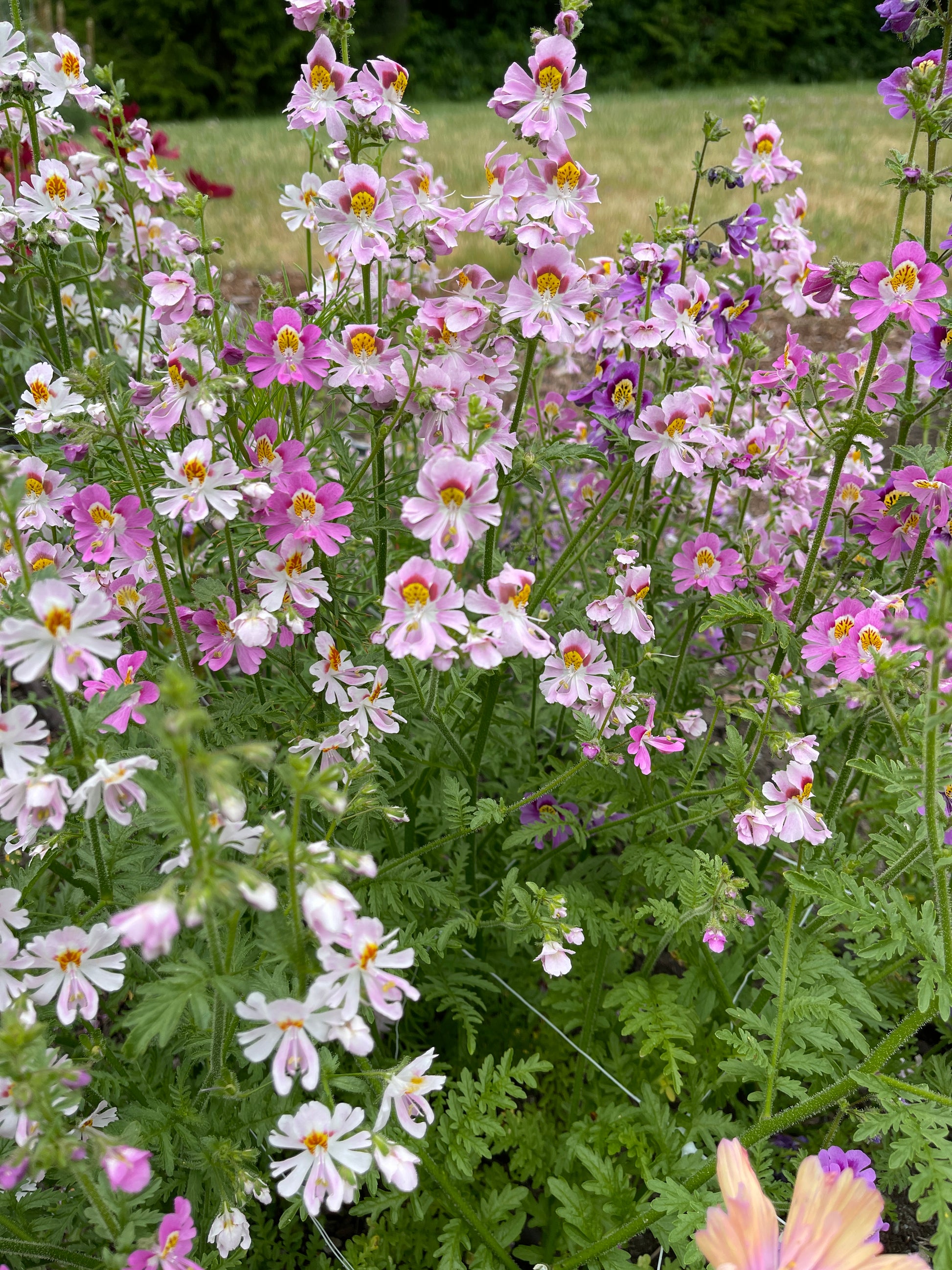 Seeds:‎ Schizanthus, Angel's Wings - Sugar Moon Gardens