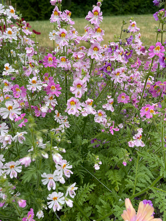 Seeds:‎ Schizanthus, Angel's Wings - Sugar Moon Gardens