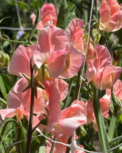 Sweet Peas Apricot Queen - Sugar Moon Gardens