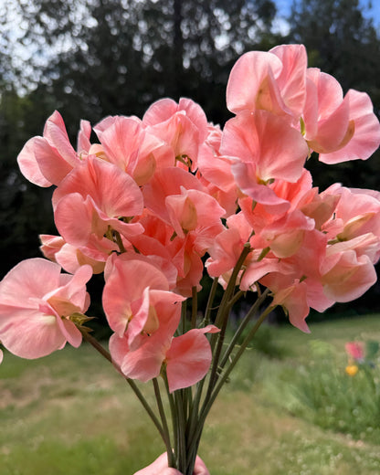 Sweet Peas Apricot Queen - Sugar Moon Gardens