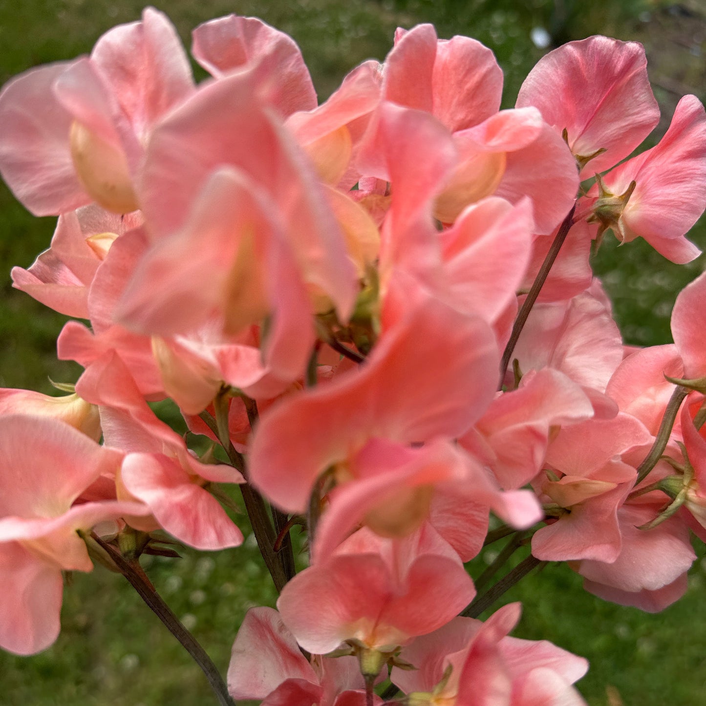 Sweet Peas Apricot Queen - Sugar Moon Gardens