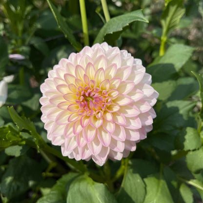 Seeds: Dahlia Mix - Cutting Garden