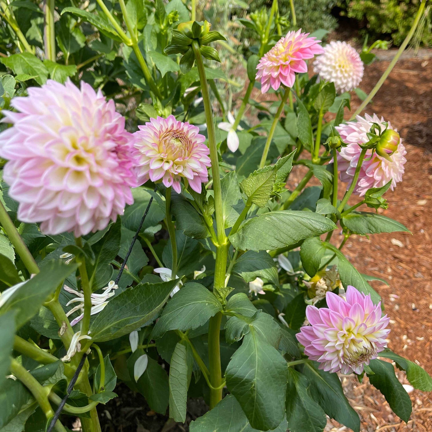 Dahlia Tuber: Arbatax - Sugar Moon Gardens