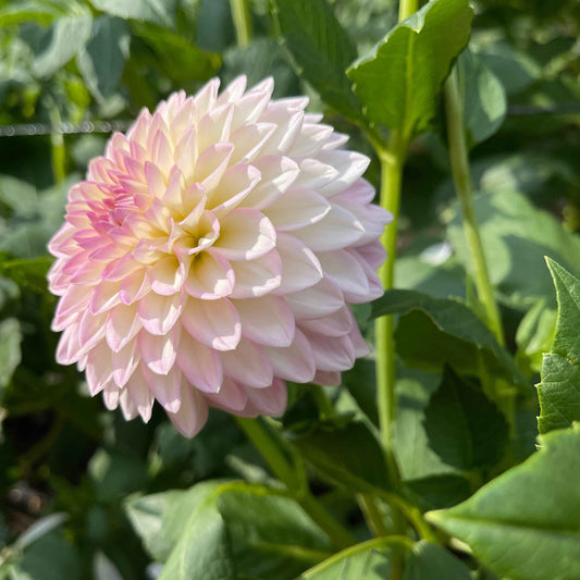 Dahlia Tuber: Arbatax - Sugar Moon Gardens