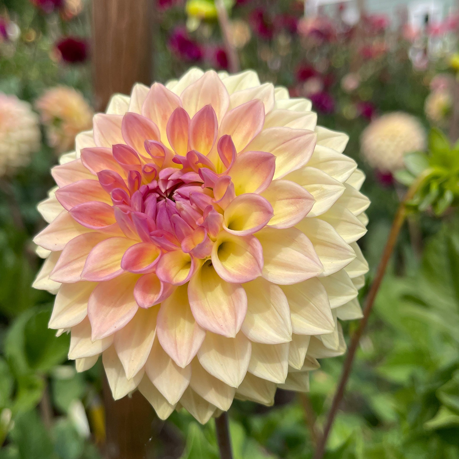 Dahlia Tuber: Bloomquist Alan - Sugar Moon Gardens