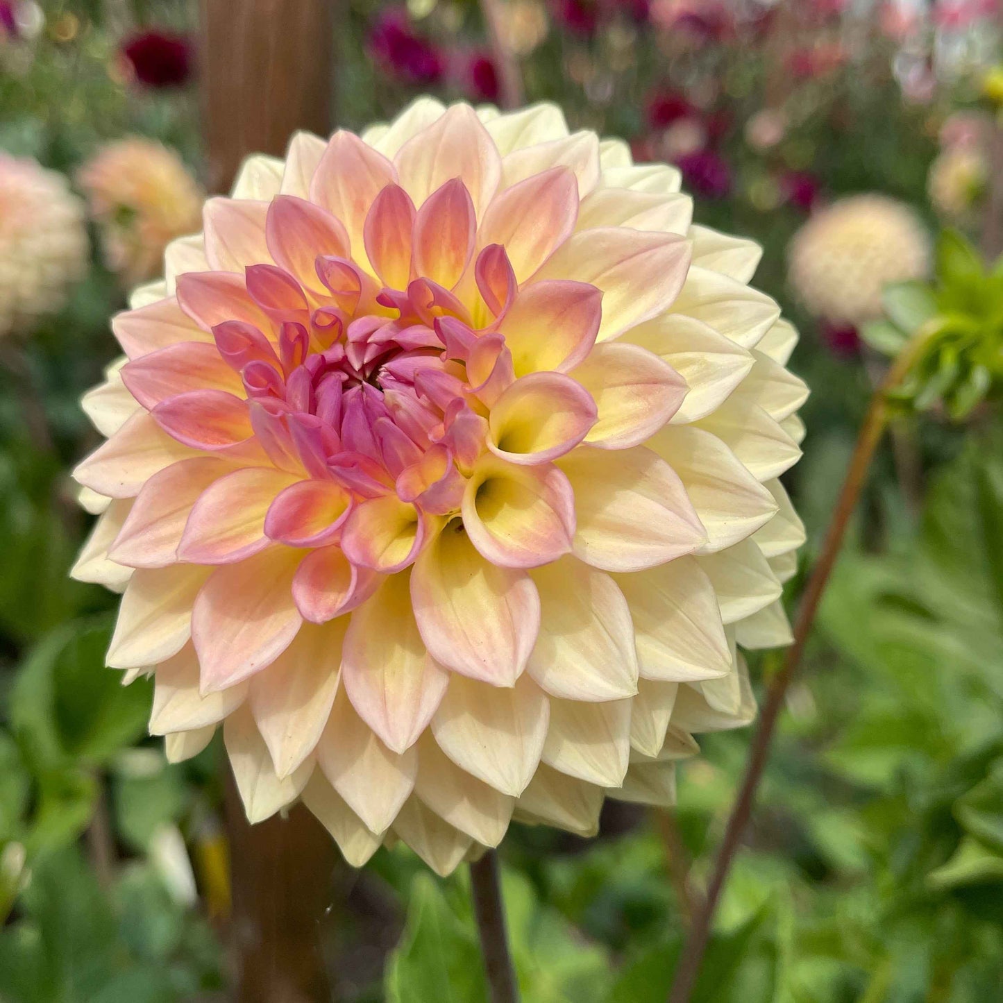 Seeds: Dahlia Mix - Bloomquist Varieites