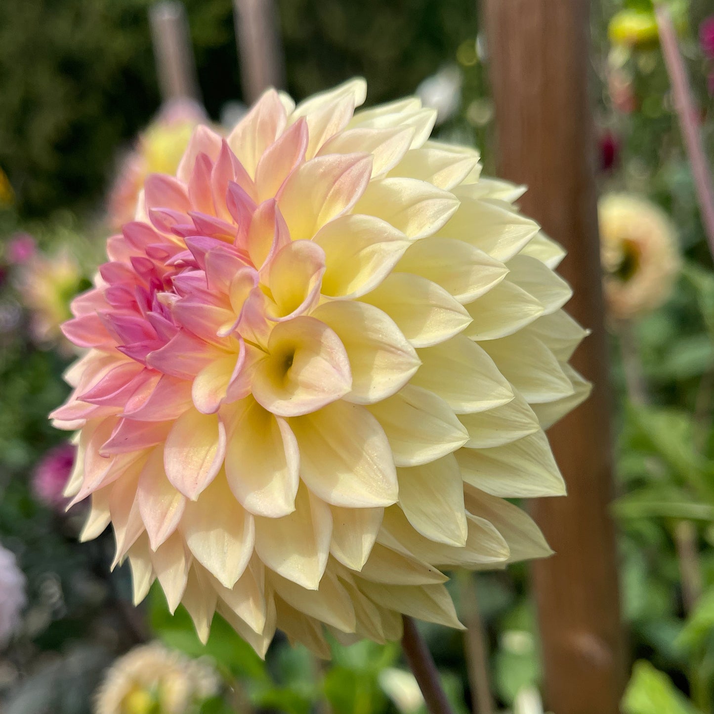 Dahlia Tuber: Bloomquist Alan - Sugar Moon Gardens