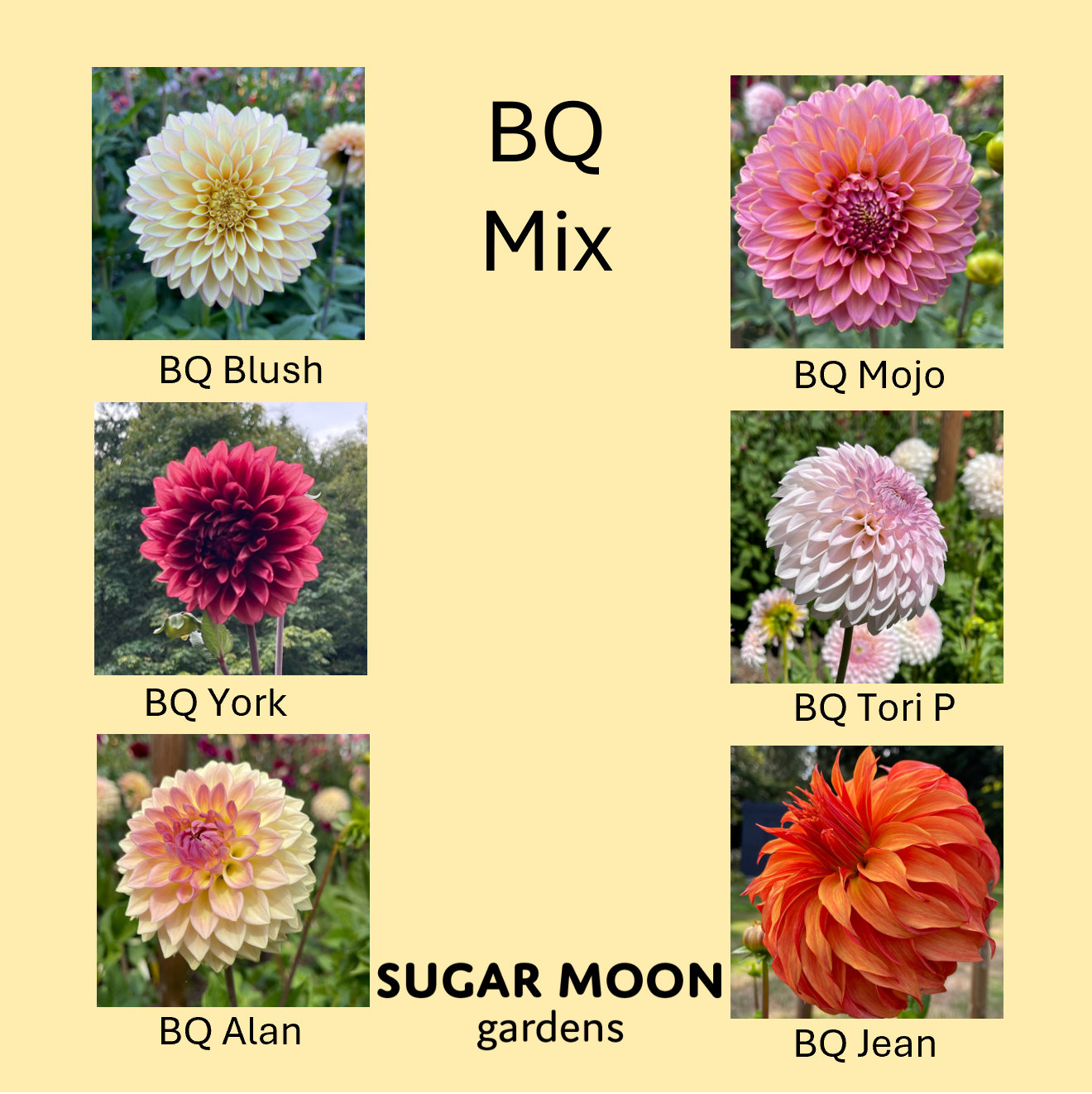 Seeds: Dahlia Mix - Bloomquist Varieites