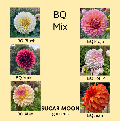 Seeds: Dahlia Mix - Bloomquist Varieites