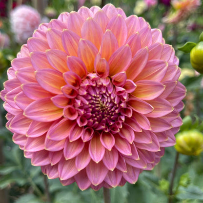 Seeds: Dahlia Mix - Bloomquist Varieites