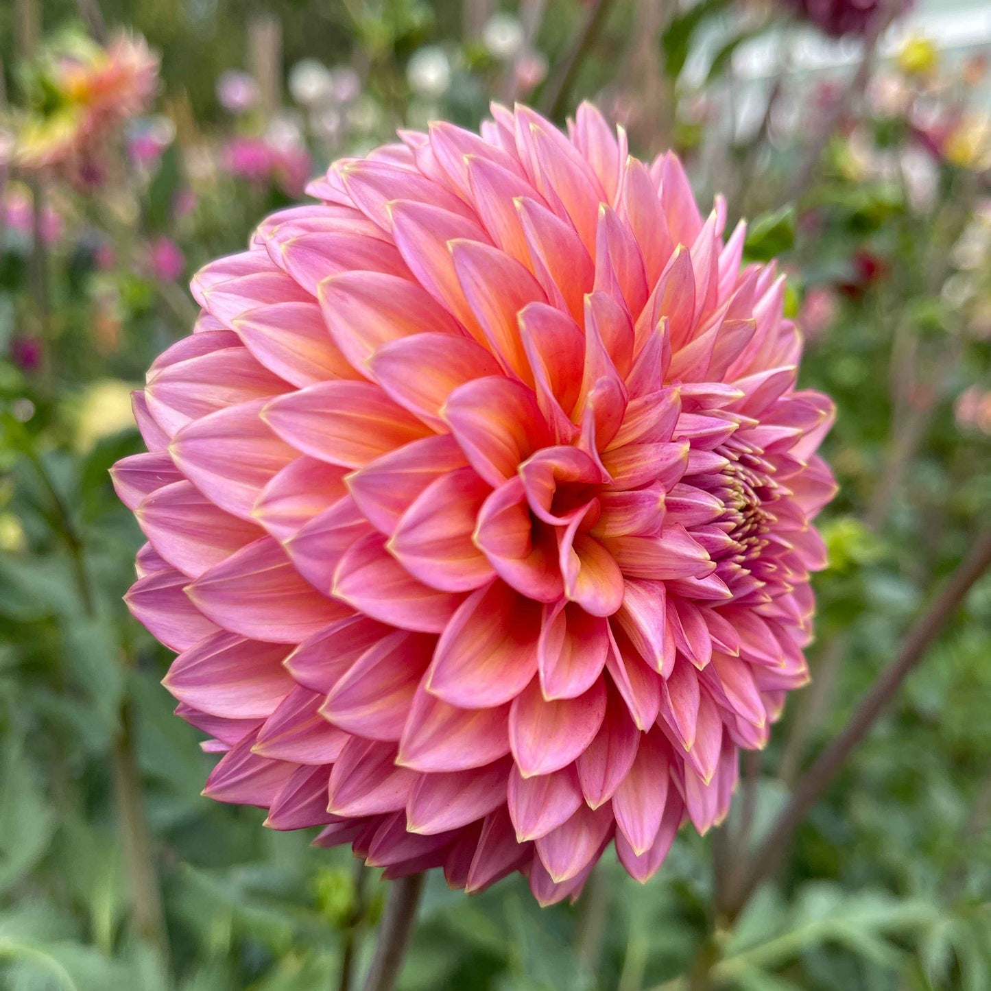 Seeds: Dahlia Solos - Bloomquist Mojo