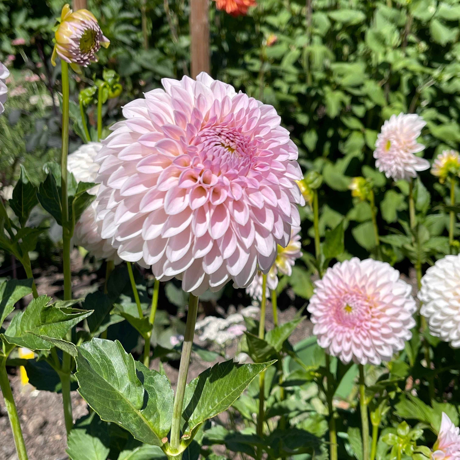 Seeds: Dahlia Solos - Bloomquist Tori P