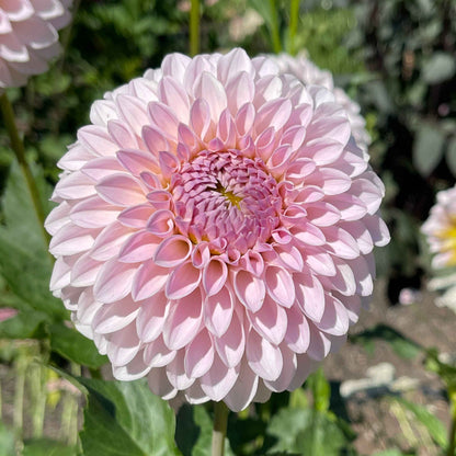 Seeds: Dahlia Solos - Bloomquist Tori P