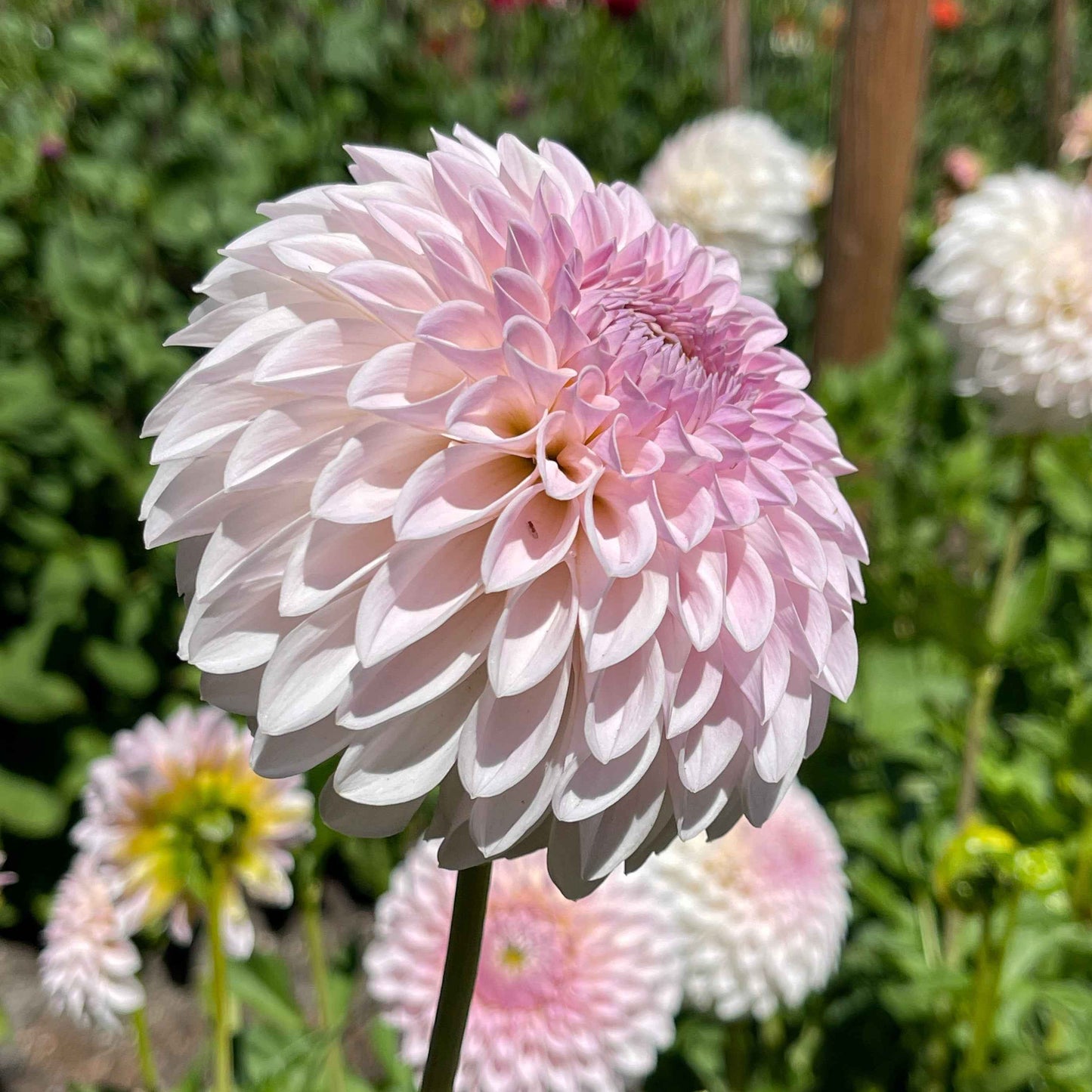 Seeds: Dahlia Mix - Bloomquist Varieites