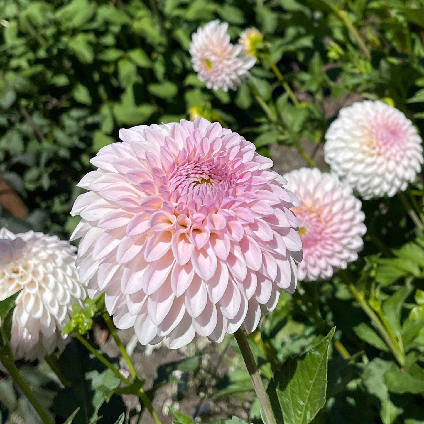 Seeds: Dahlia Solos - Bloomquist Tori P