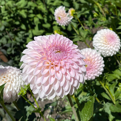 Seeds: Dahlia Solos - Bloomquist Tori P