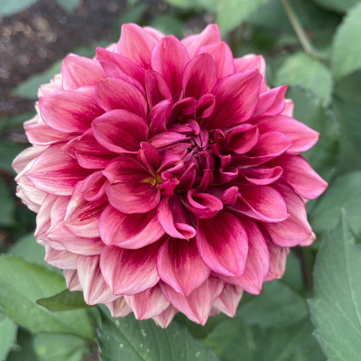 Dahlia Tuber:‎ Bloomquist York