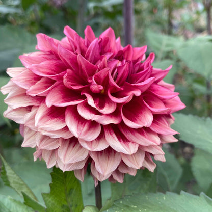 Dahlia Tuber:‎ Bloomquist York