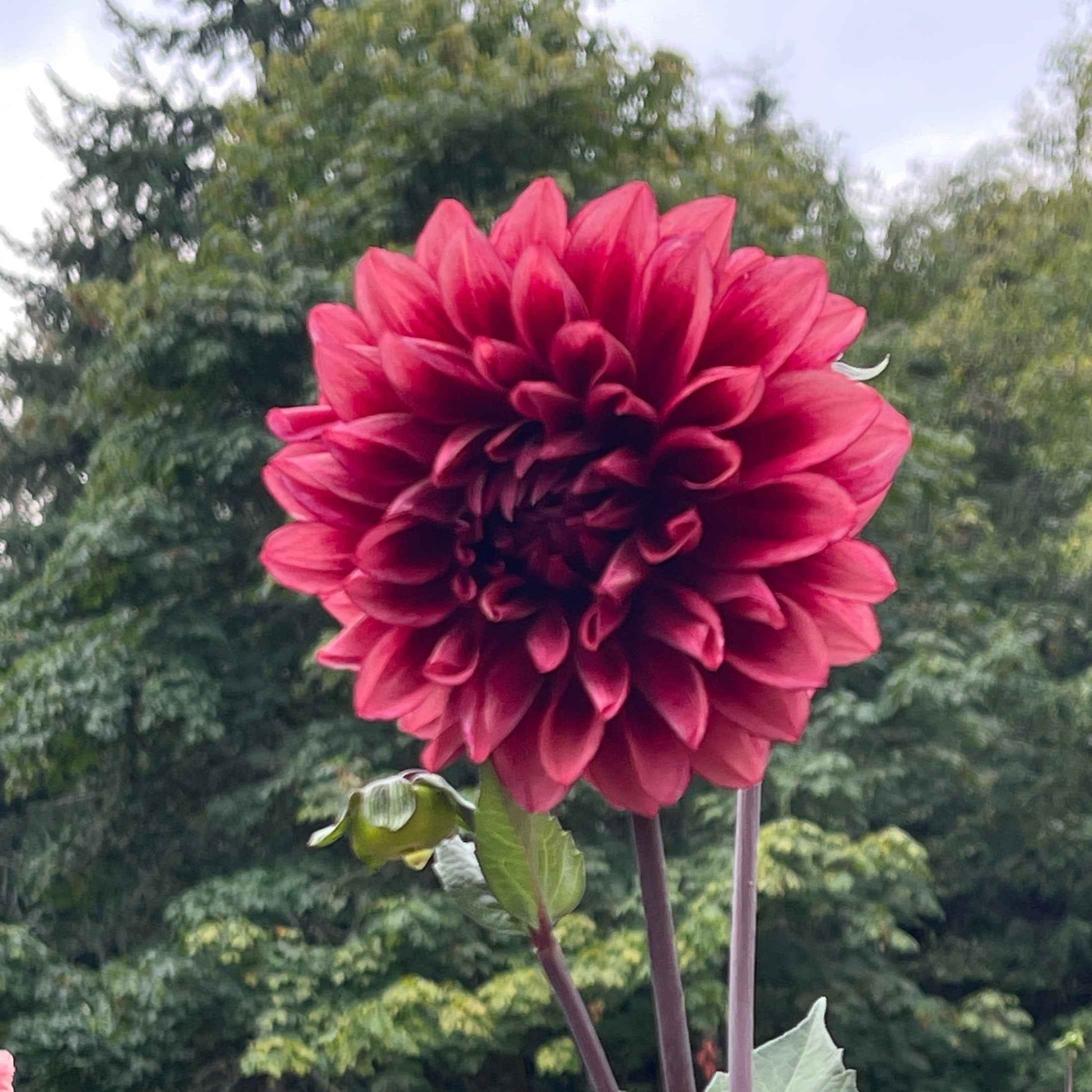 Dahlia Tuber:‎ Bloomquist York