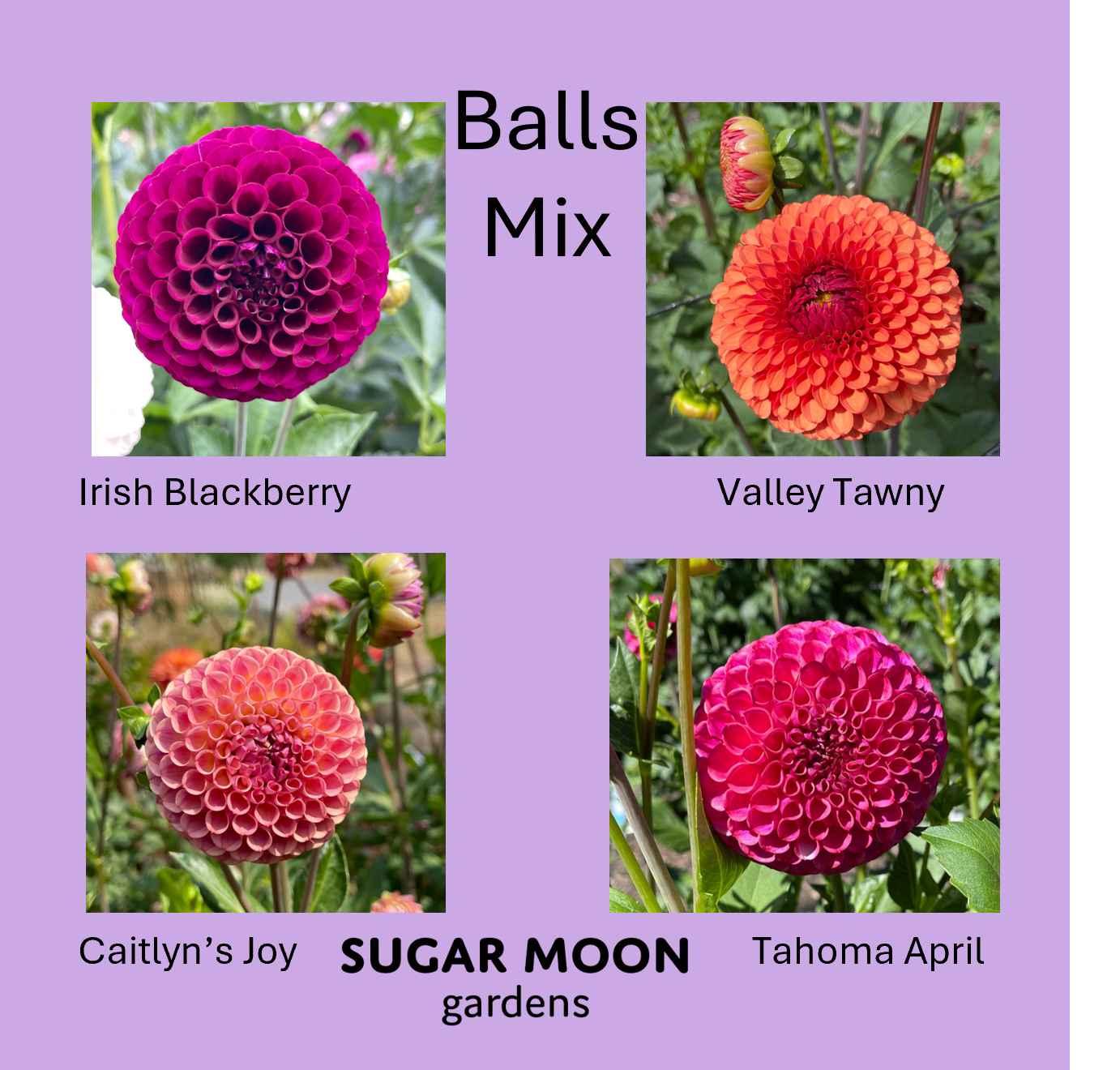 Seeds: Dahlia Mix - Balls