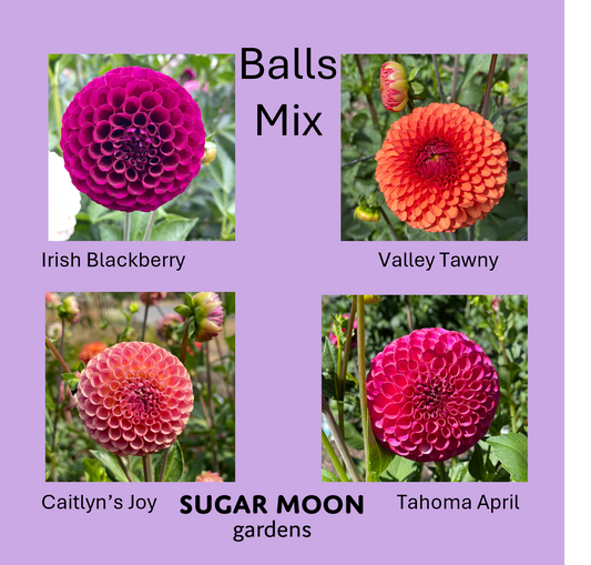 Seeds: Dahlia Mix - Balls
