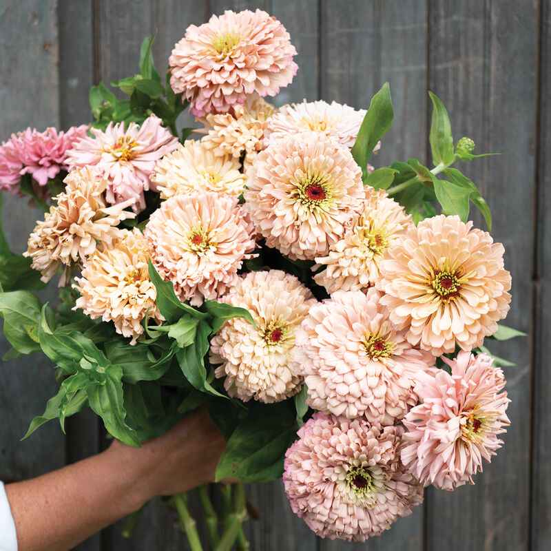 Seeds: Zinnia - Ballerina