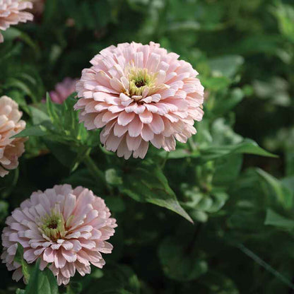 Seeds: Zinnia - Ballerina