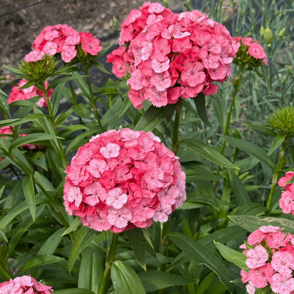 Dianthus - Barcelona Pink