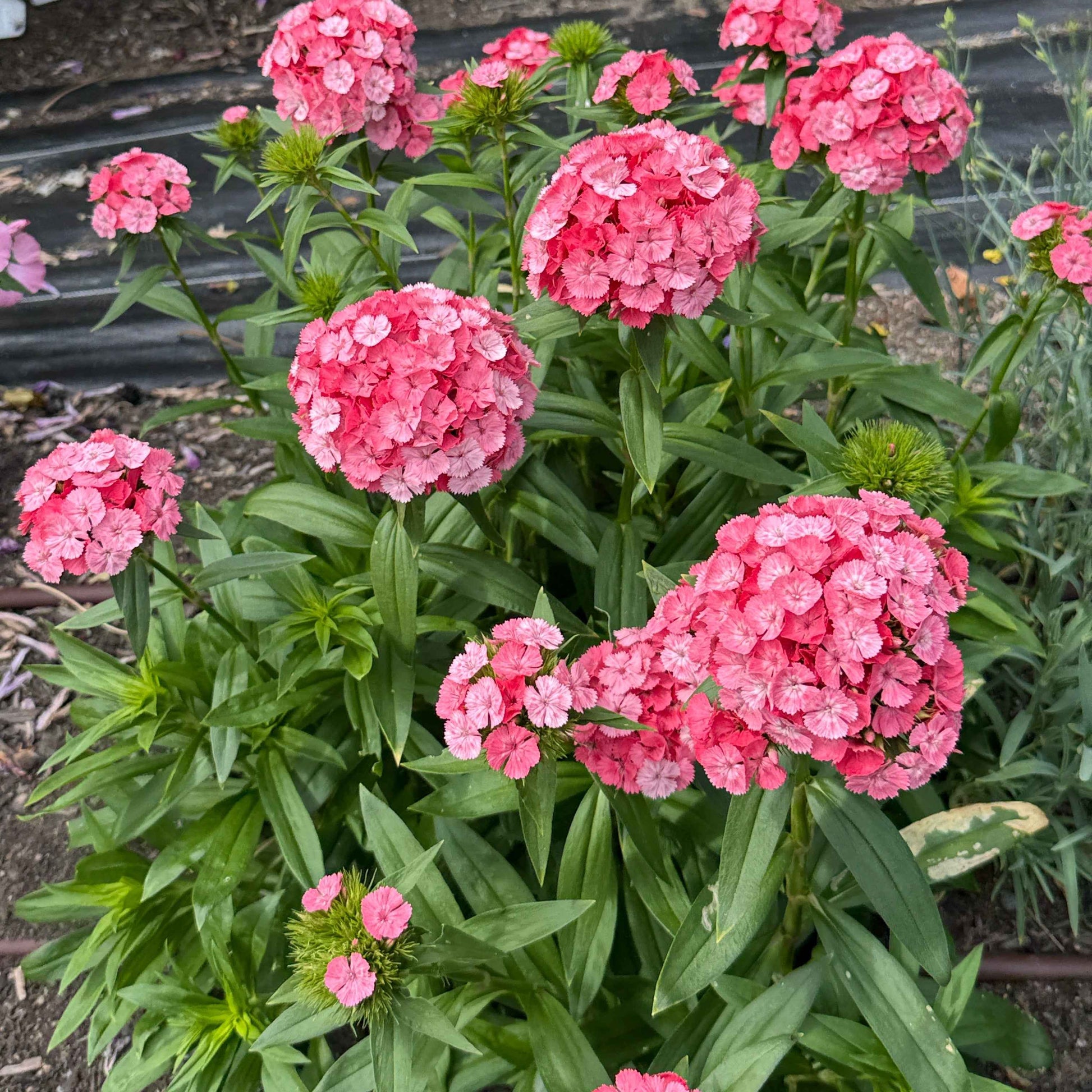 Dianthus - Barcelona Pink