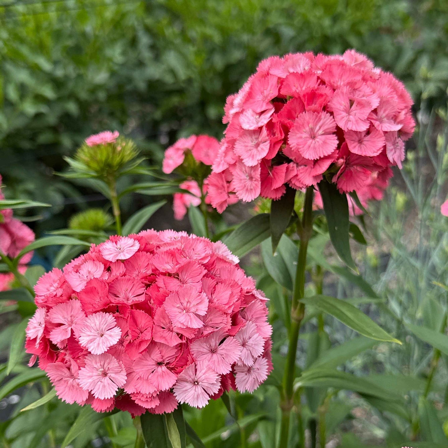 Dianthus - Barcelona Pink