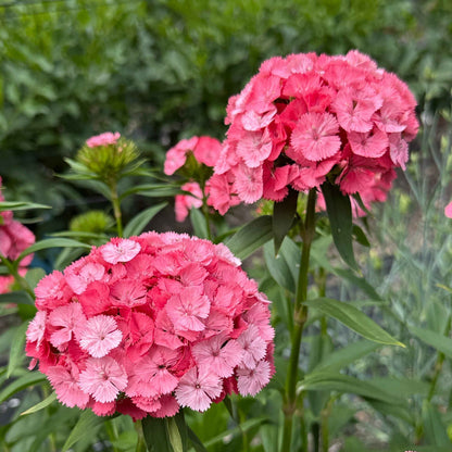 Dianthus - Barcelona Pink