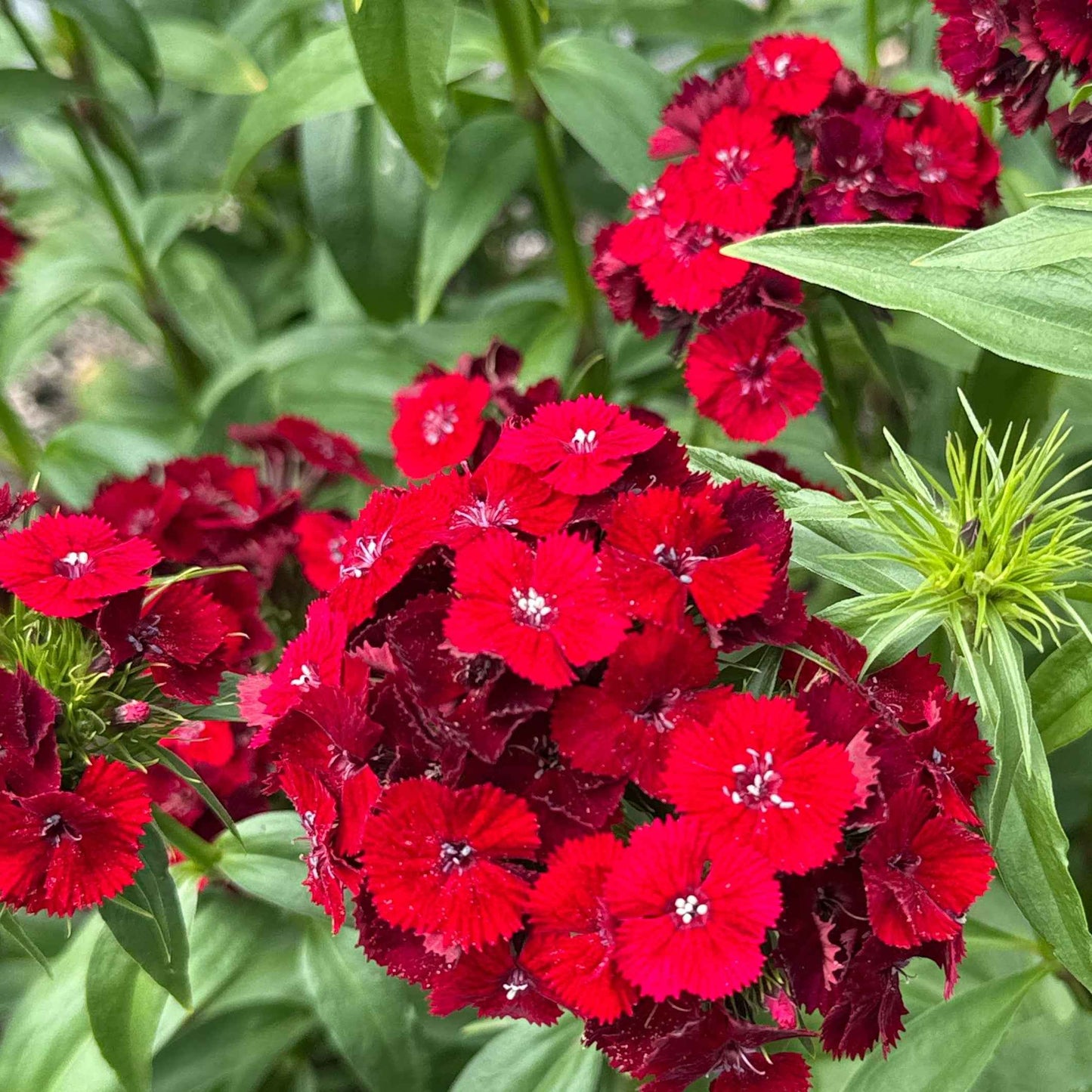 Dianthus - Barcelona Red