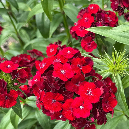 Dianthus - Barcelona Red