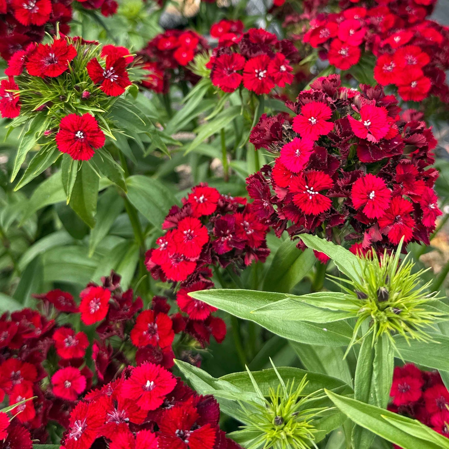 Dianthus - Barcelona Red