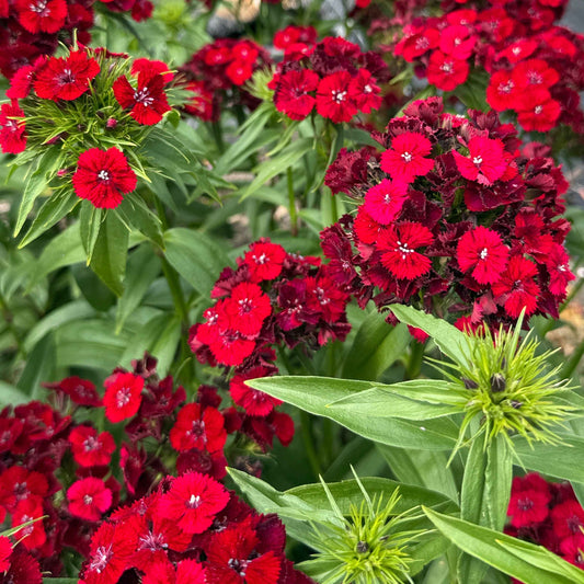 Dianthus - Barcelona Red