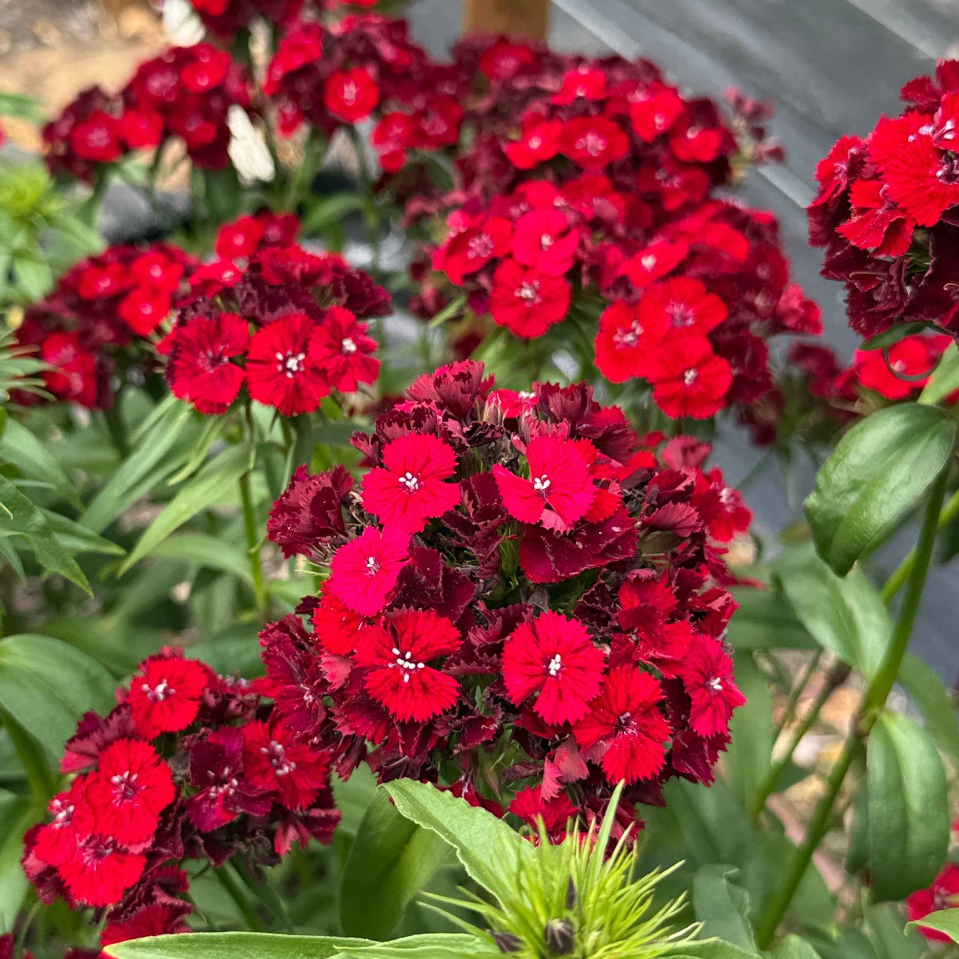 Dianthus - Barcelona Red