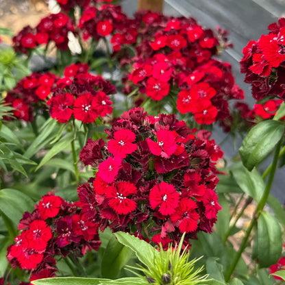 Dianthus - Barcelona Red