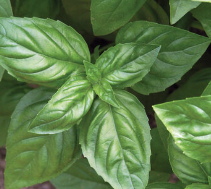 PREORDER:‎‎ Veg Plant:‎‎ Herb seedlings
