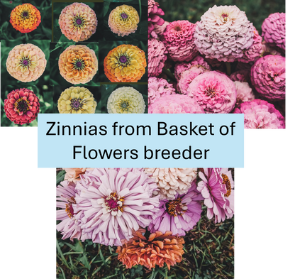PREORDER:‎ Flower Plant:‎ Zinnia - Basket of Flowers Breeder
