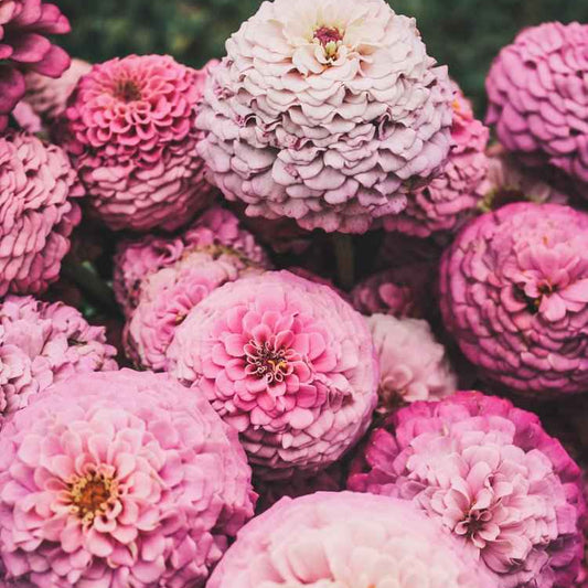 PREORDER:‎ Flower Plant:‎ Zinnia - Basket of Flowers Breeder - Sugar Moon Gardens