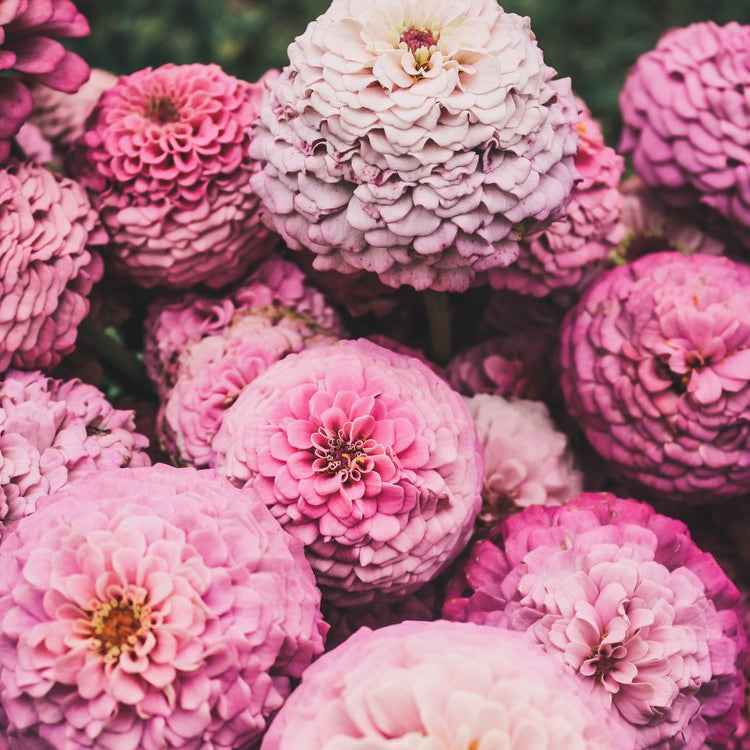 Plant: Zinnias: Breeders Select Mixes - 1 per pot